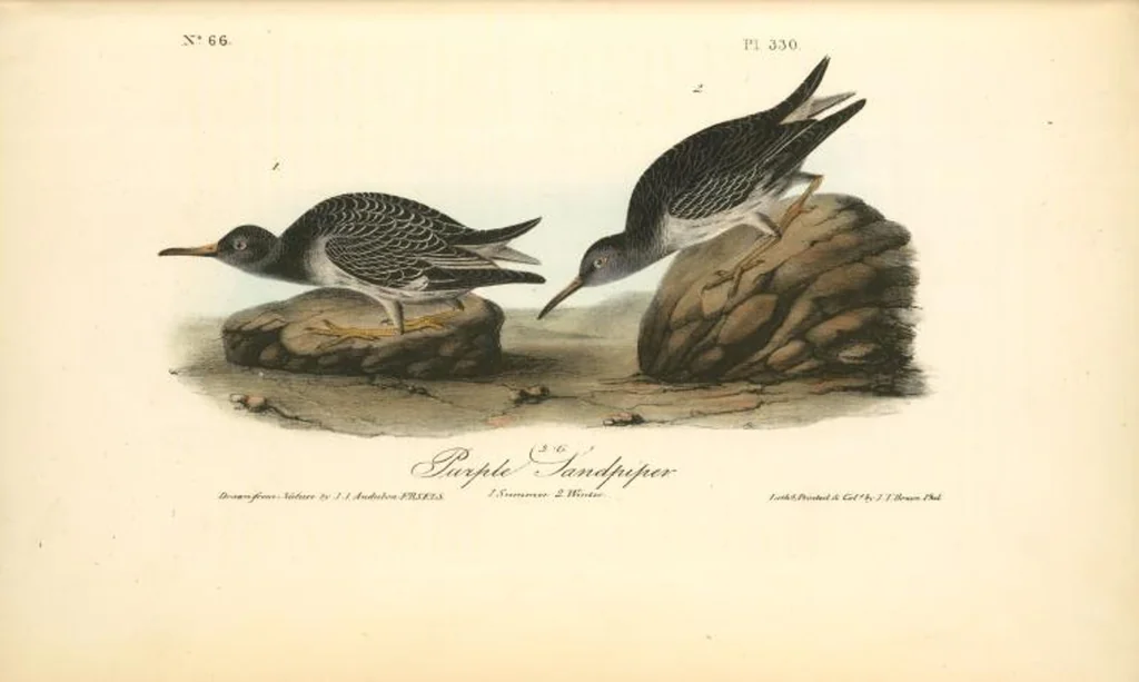 An illustration from The birds of America, from drawings made in the United States and their territories. By John James Audubon, 1840, leaf 334