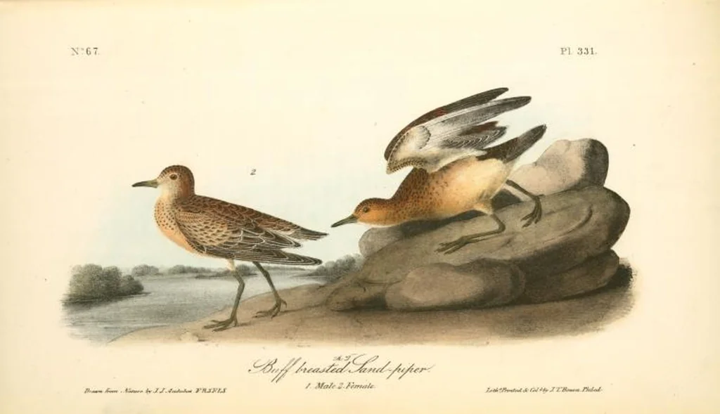 An illustration from The birds of America, from drawings made in the United States and their territories. By John James Audubon, 1840, leaf 335