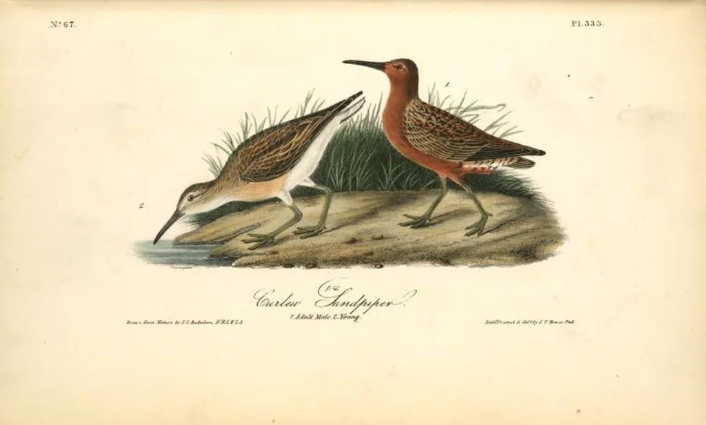 An illustration from The birds of America, from drawings made in the United States and their territories. By John James Audubon, 1840, leaf 337