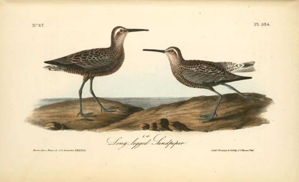 An illustration from The birds of America, from drawings made in the United States and their territories. By John James Audubon, 1840, leaf 338