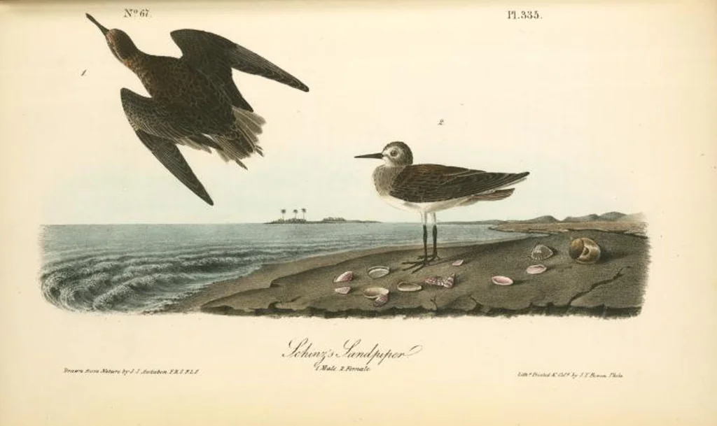 An illustration from The birds of America, from drawings made in the United States and their territories. By John James Audubon, 1840, leaf 339