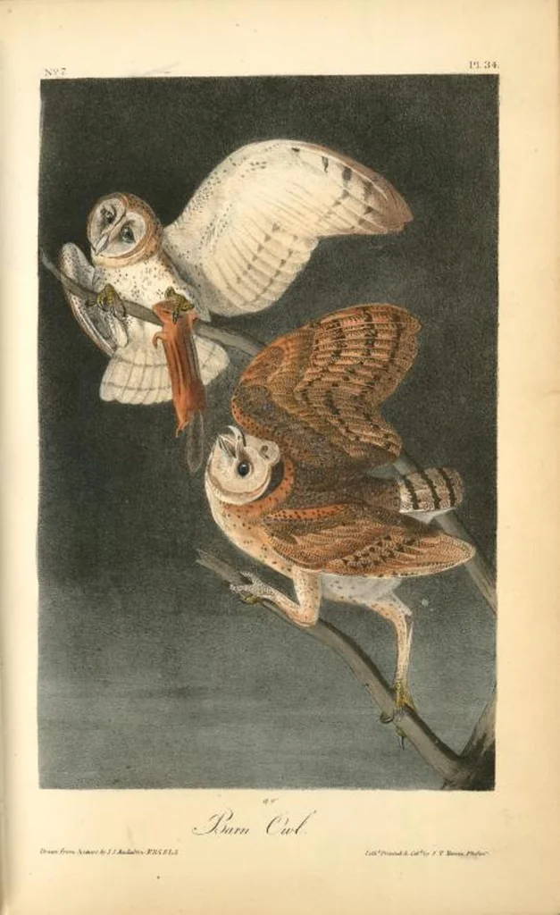 An illustration from The birds of America, from drawings made in the United States and their territories. By John James Audubon, 1840, leaf 34