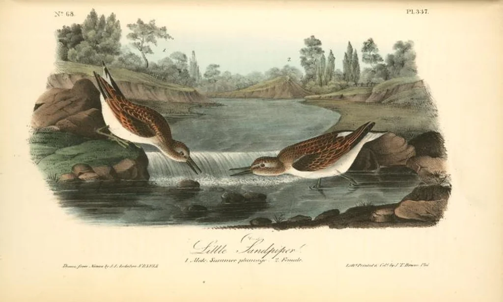 An illustration from The birds of America, from drawings made in the United States and their territories. By John James Audubon, 1840, leaf 341
