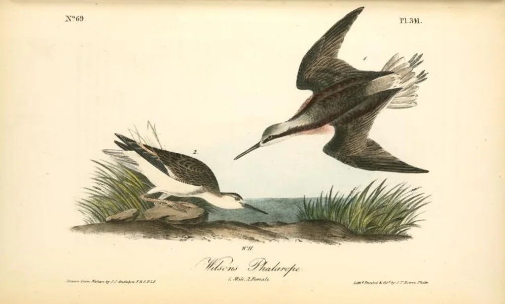 An illustration from The birds of America, from drawings made in the United States and their territories. By John James Audubon, 1840, leaf 345