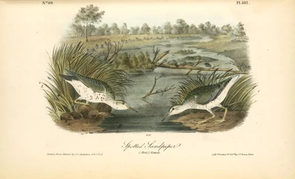An illustration from The birds of America, from drawings made in the United States and their territories. By John James Audubon, 1840, leaf 346