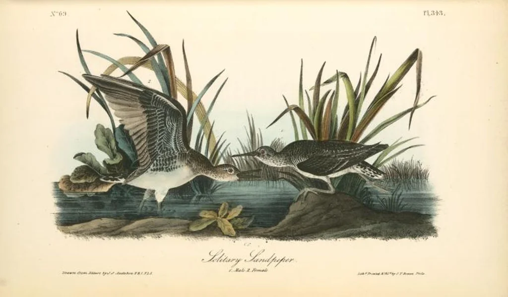 An illustration from The birds of America, from drawings made in the United States and their territories. By John James Audubon, 1840, leaf 347