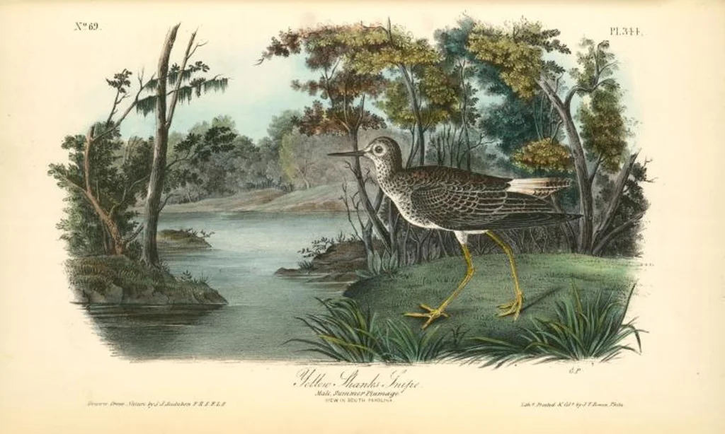 An illustration from The birds of America, from drawings made in the United States and their territories. By John James Audubon, 1840, leaf 348