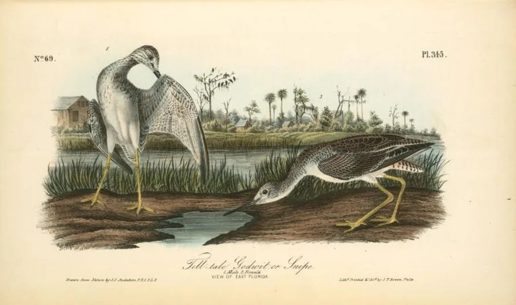 An illustration from The birds of America, from drawings made in the United States and their territories. By John James Audubon, 1840, leaf 349