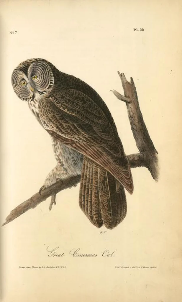 An illustration from The birds of America, from drawings made in the United States and their territories. By John James Audubon, 1840, leaf 35
