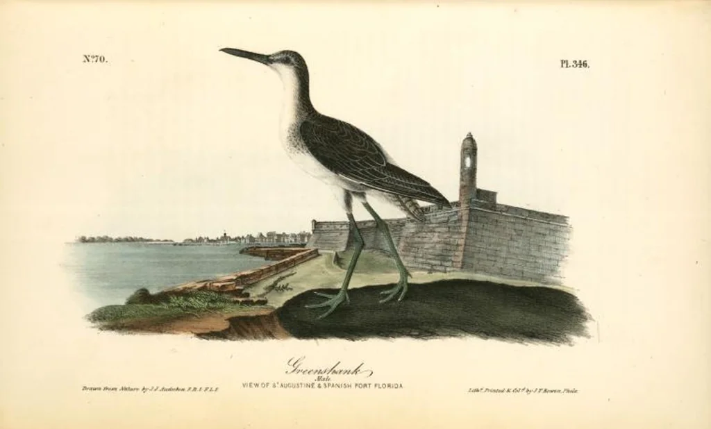 An illustration from The birds of America, from drawings made in the United States and their territories. By John James Audubon, 1840, leaf 350