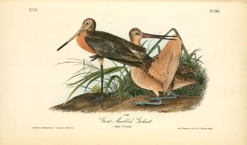 An illustration from The birds of America, from drawings made in the United States and their territories. By John James Audubon, 1840, leaf 352