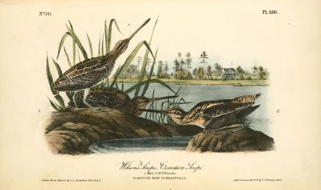 An illustration from The birds of America, from drawings made in the United States and their territories. By John James Audubon, 1840, leaf 354