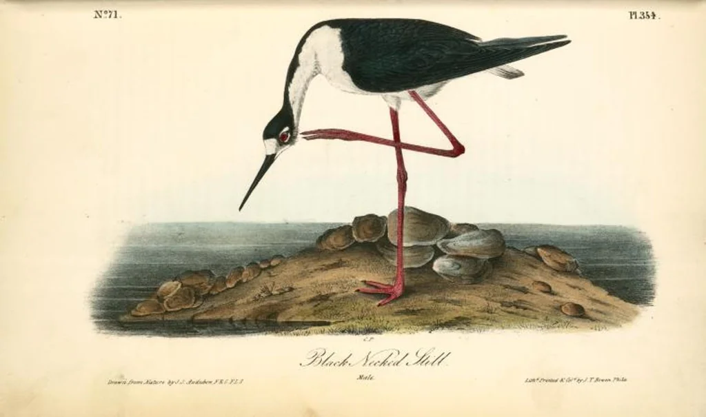 An illustration from The birds of America, from drawings made in the United States and their territories. By John James Audubon, 1840, leaf 359