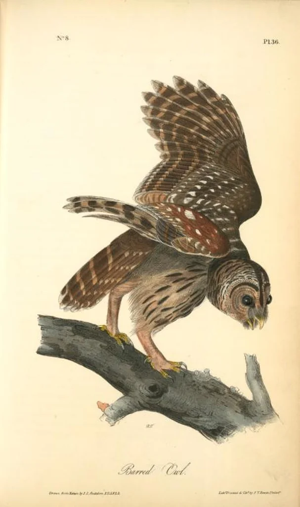 An illustration from The birds of America, from drawings made in the United States and their territories. By John James Audubon, 1840, leaf 36