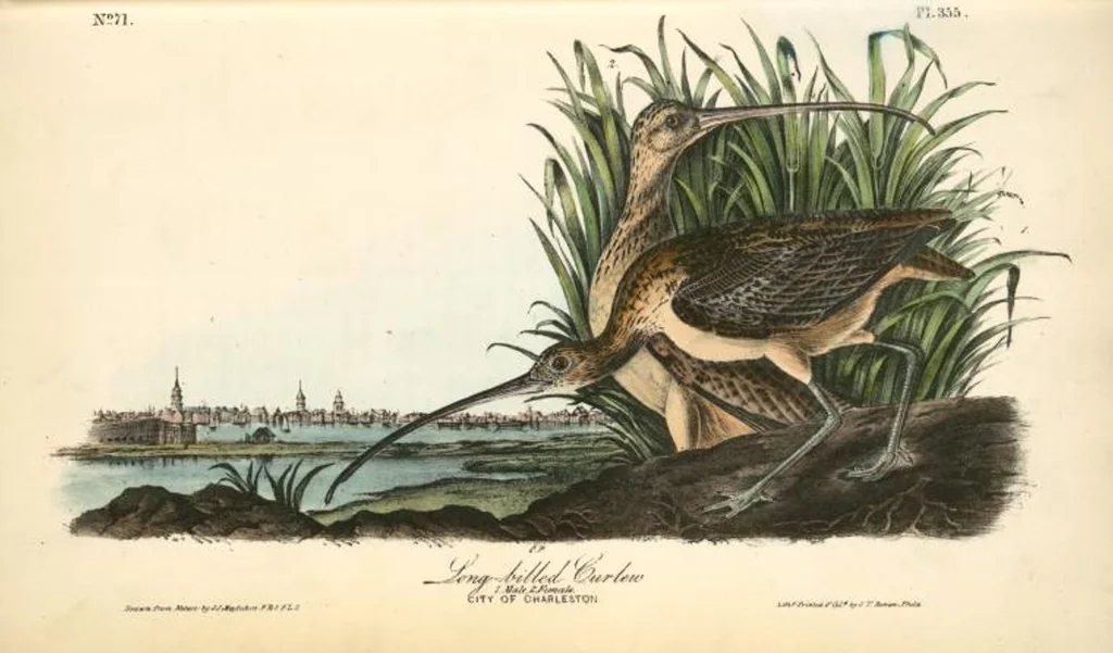 An illustration from The birds of America, from drawings made in the United States and their territories. By John James Audubon, 1840, leaf 360