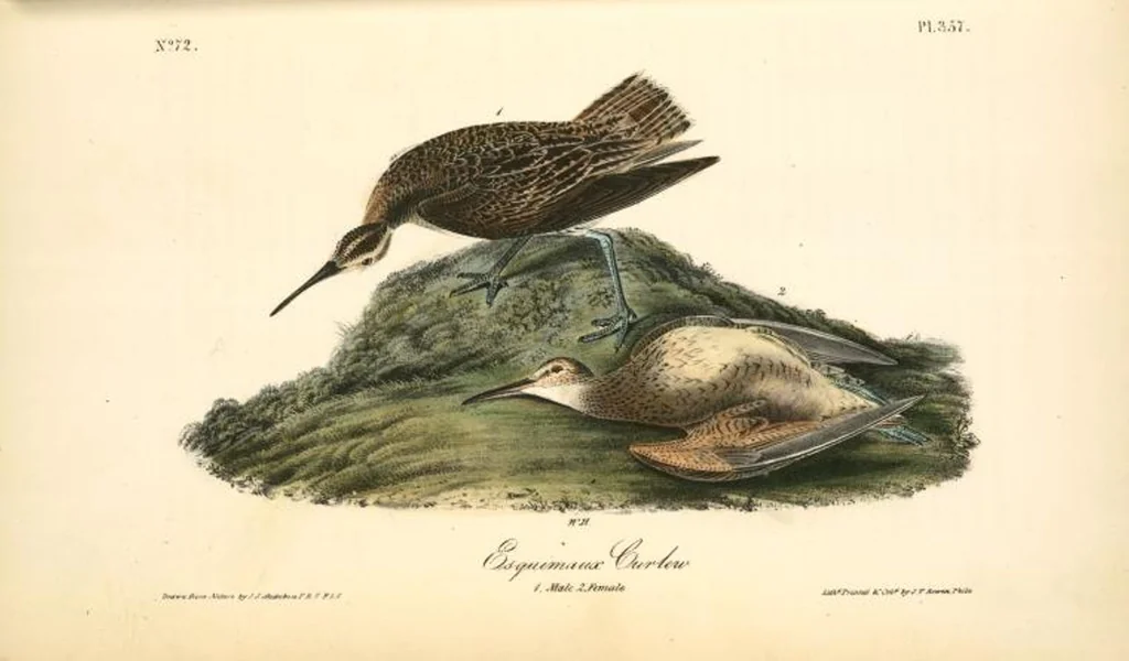 An illustration from The birds of America, from drawings made in the United States and their territories. By John James Audubon, 1840, leaf 362