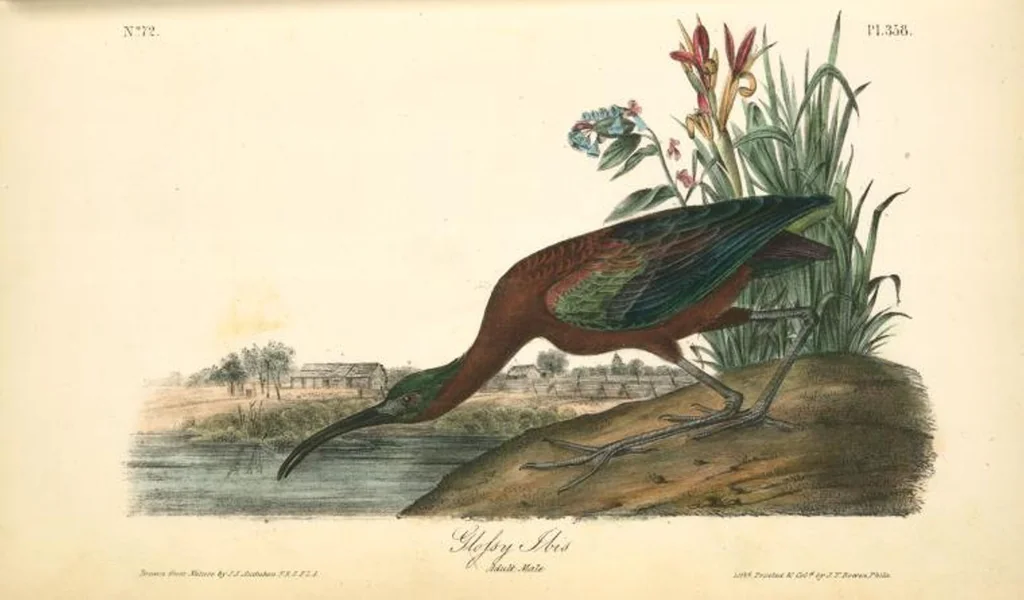 An illustration from The birds of America, from drawings made in the United States and their territories. By John James Audubon, 1840, leaf 363