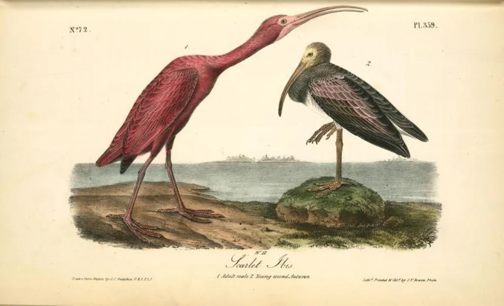An illustration from The birds of America, from drawings made in the United States and their territories. By John James Audubon, 1840, leaf 364