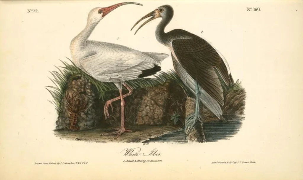 An illustration from The birds of America, from drawings made in the United States and their territories. By John James Audubon, 1840, leaf 365