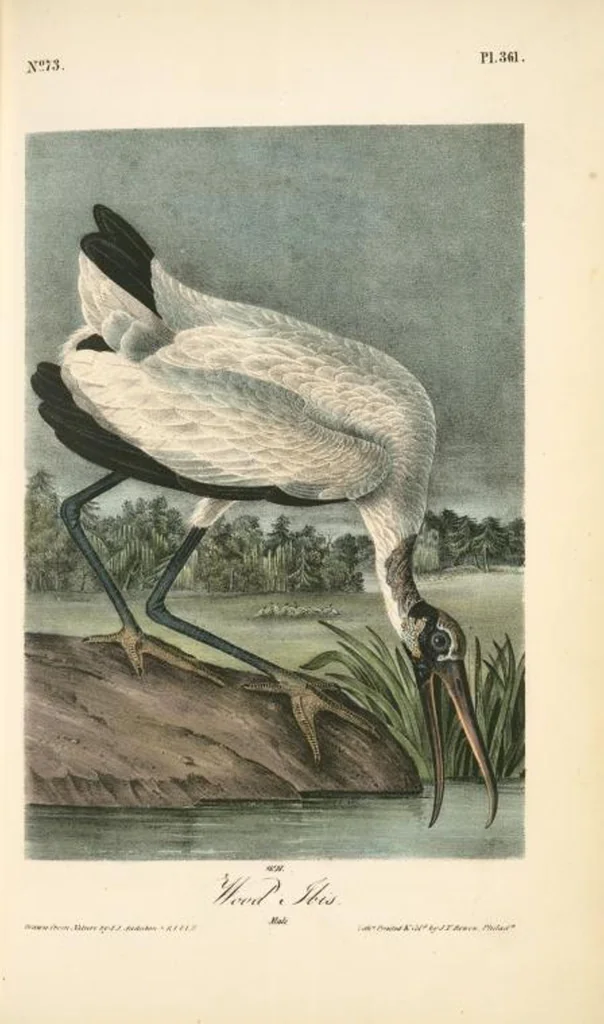 An illustration from The birds of America, from drawings made in the United States and their territories. By John James Audubon, 1840, leaf 366