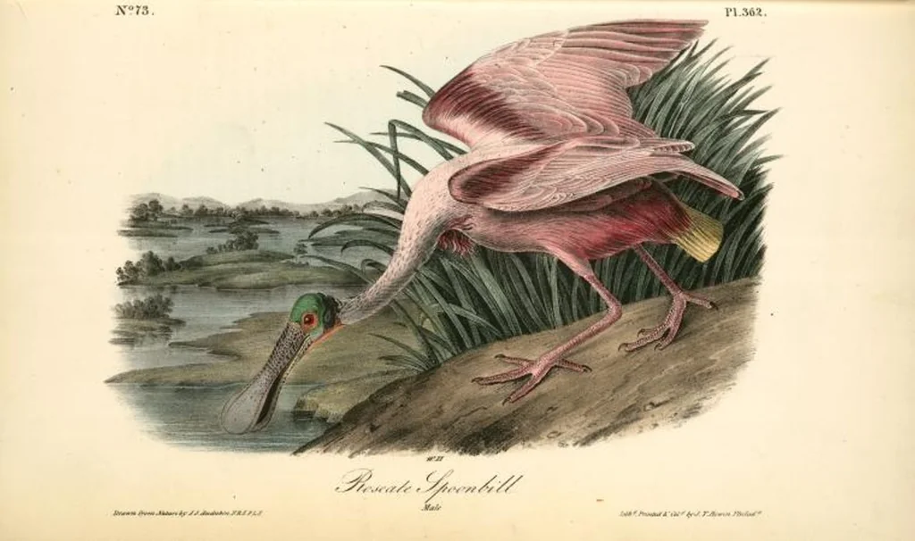 An illustration from The birds of America, from drawings made in the United States and their territories. By John James Audubon, 1840, leaf 367