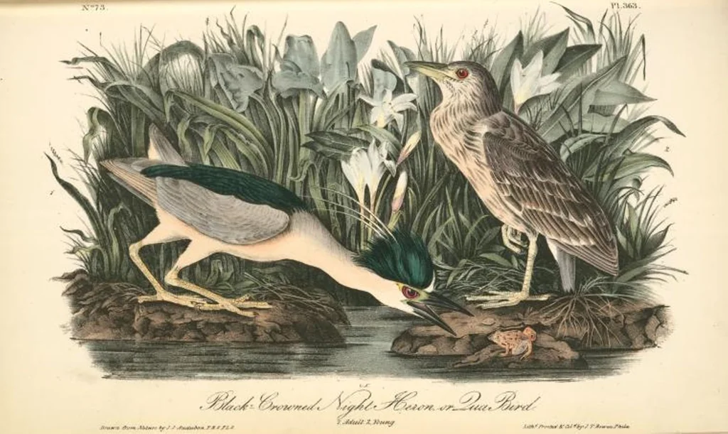 An illustration from The birds of America, from drawings made in the United States and their territories. By John James Audubon, 1840, leaf 368