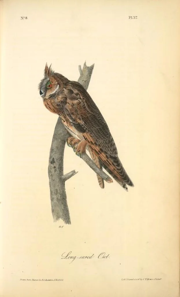 An illustration from The birds of America, from drawings made in the United States and their territories. By John James Audubon, 1840, leaf 37
