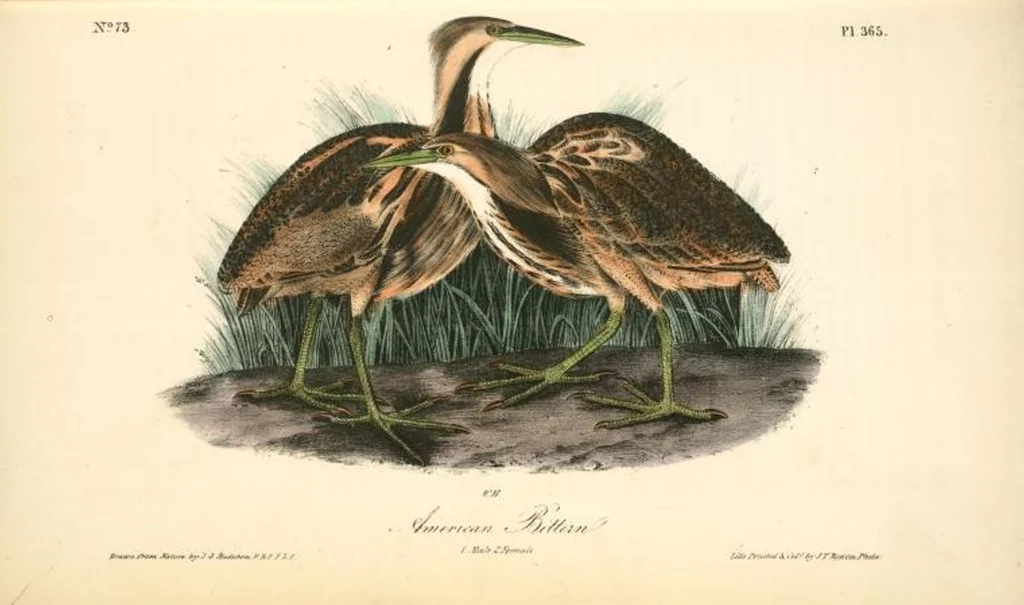 An illustration from The birds of America, from drawings made in the United States and their territories. By John James Audubon, 1840, leaf 370