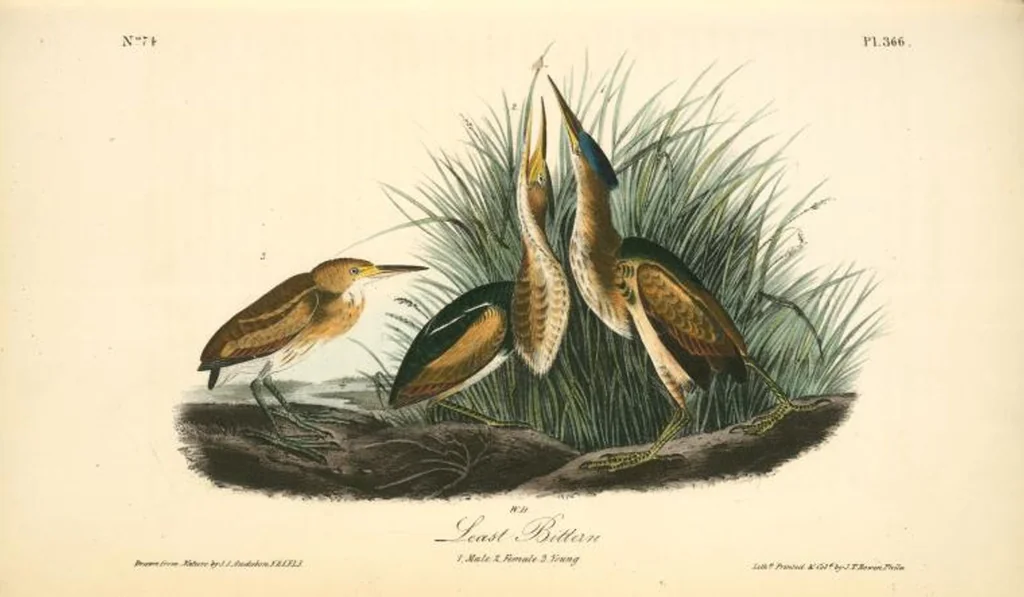 An illustration from The birds of America, from drawings made in the United States and their territories. By John James Audubon, 1840, leaf 371