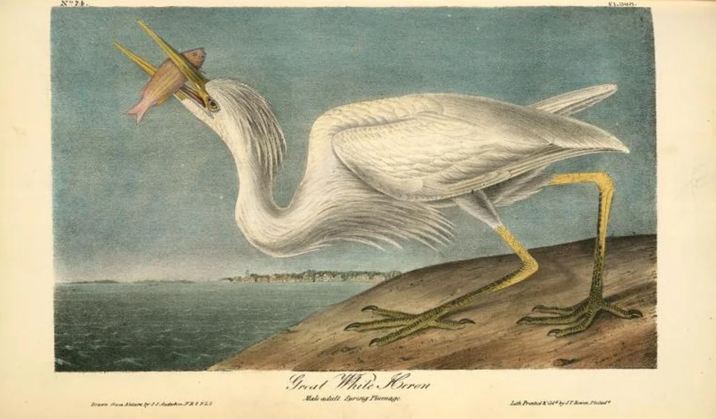 An illustration from The birds of America, from drawings made in the United States and their territories. By John James Audubon, 1840, leaf 373
