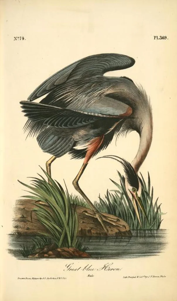 An illustration from The birds of America, from drawings made in the United States and their territories. By John James Audubon, 1840, leaf 374