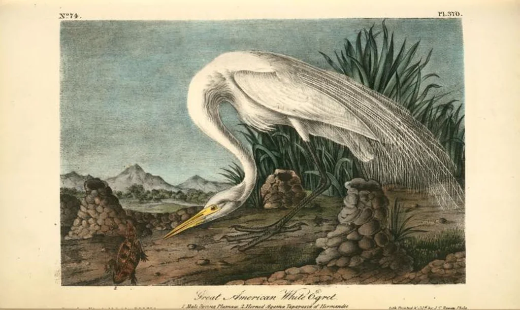An illustration from The birds of America, from drawings made in the United States and their territories. By John James Audubon, 1840, leaf 375