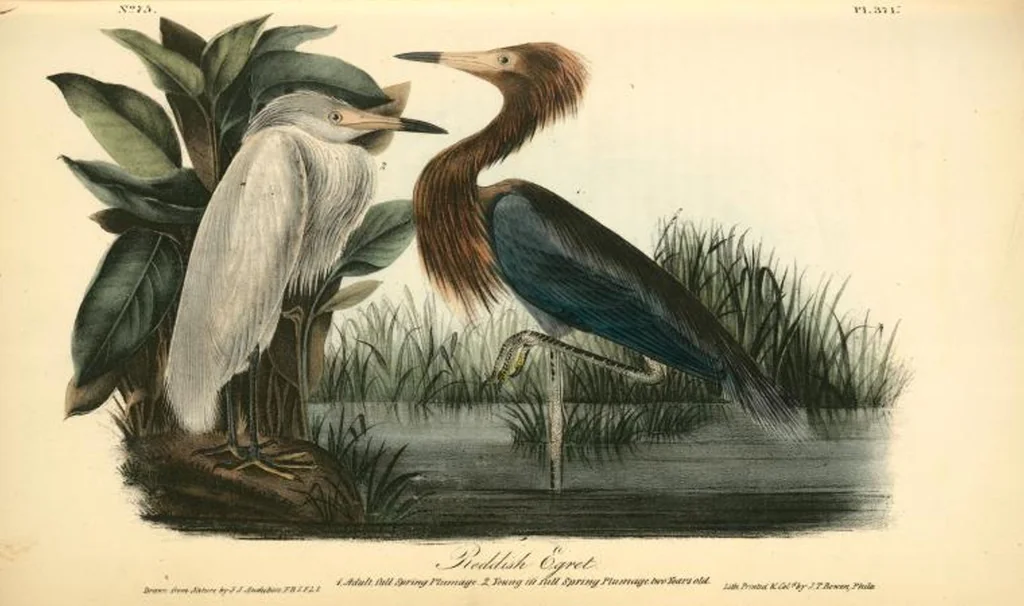 An illustration from The birds of America, from drawings made in the United States and their territories. By John James Audubon, 1840, leaf 376