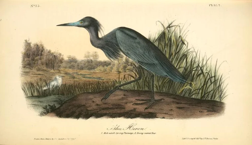 An illustration from The birds of America, from drawings made in the United States and their territories. By John James Audubon, 1840, leaf 377