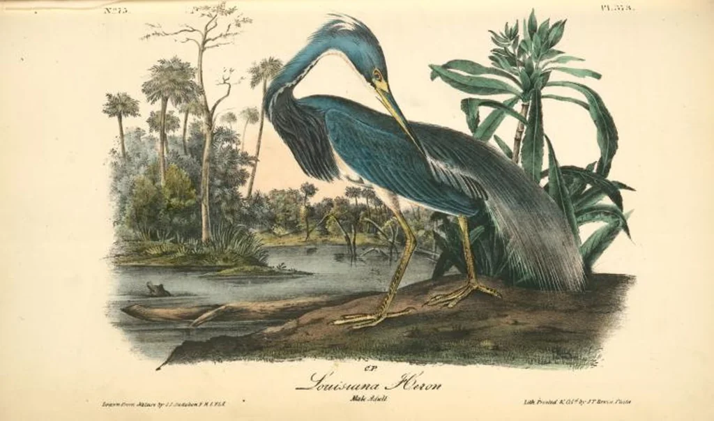 An illustration from The birds of America, from drawings made in the United States and their territories. By John James Audubon, 1840, leaf 378
