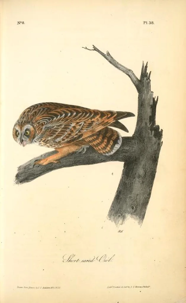 An illustration from The birds of America, from drawings made in the United States and their territories. By John James Audubon, 1840, leaf 38