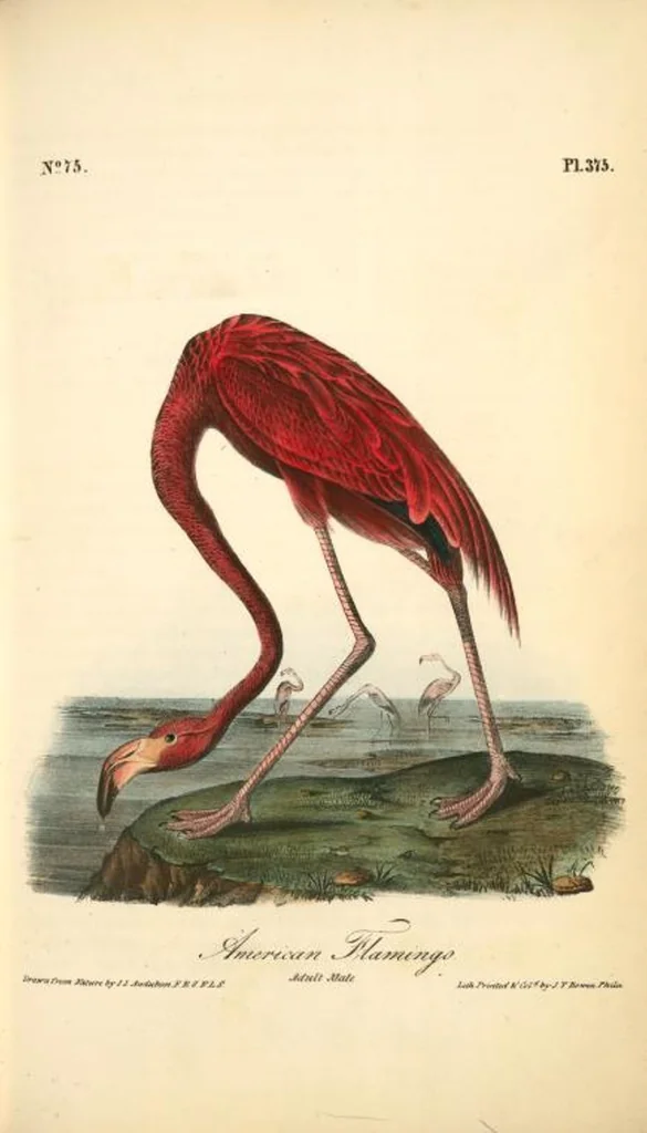 An illustration from The birds of America, from drawings made in the United States and their territories. By John James Audubon, 1840, leaf 380
