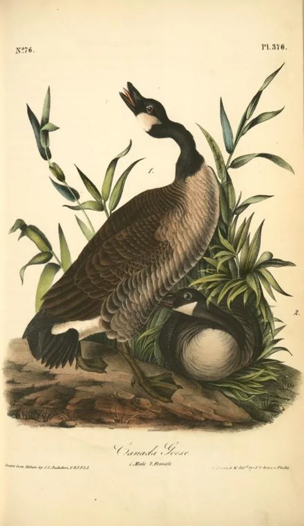 An illustration from The birds of America, from drawings made in the United States and their territories. By John James Audubon, 1840, leaf 381