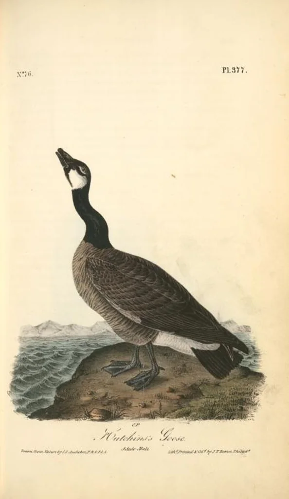 An illustration from The birds of America, from drawings made in the United States and their territories. By John James Audubon, 1840, leaf 382