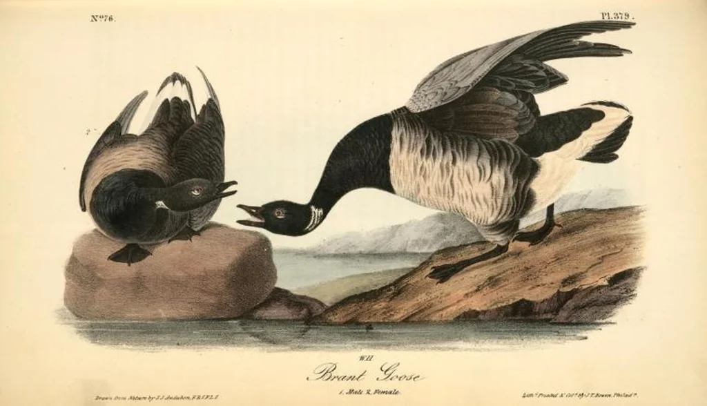 An illustration from The birds of America, from drawings made in the United States and their territories. By John James Audubon, 1840, leaf 384