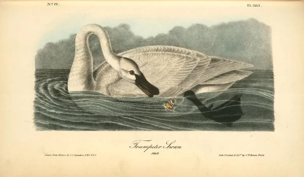 An illustration from The birds of America, from drawings made in the United States and their territories. By John James Audubon, 1840, leaf 387
