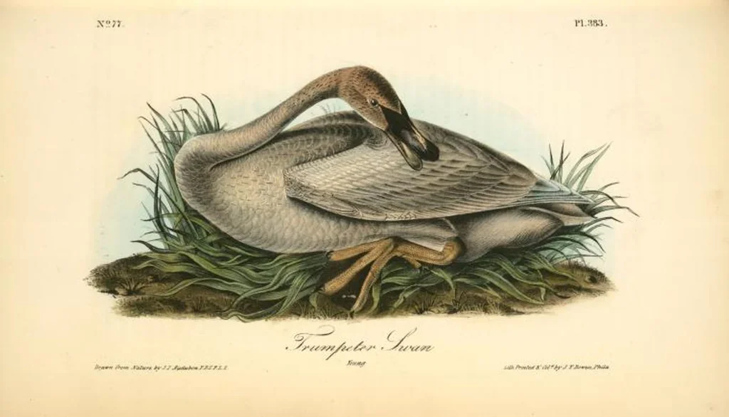 An illustration from The birds of America, from drawings made in the United States and their territories. By John James Audubon, 1840, leaf 388