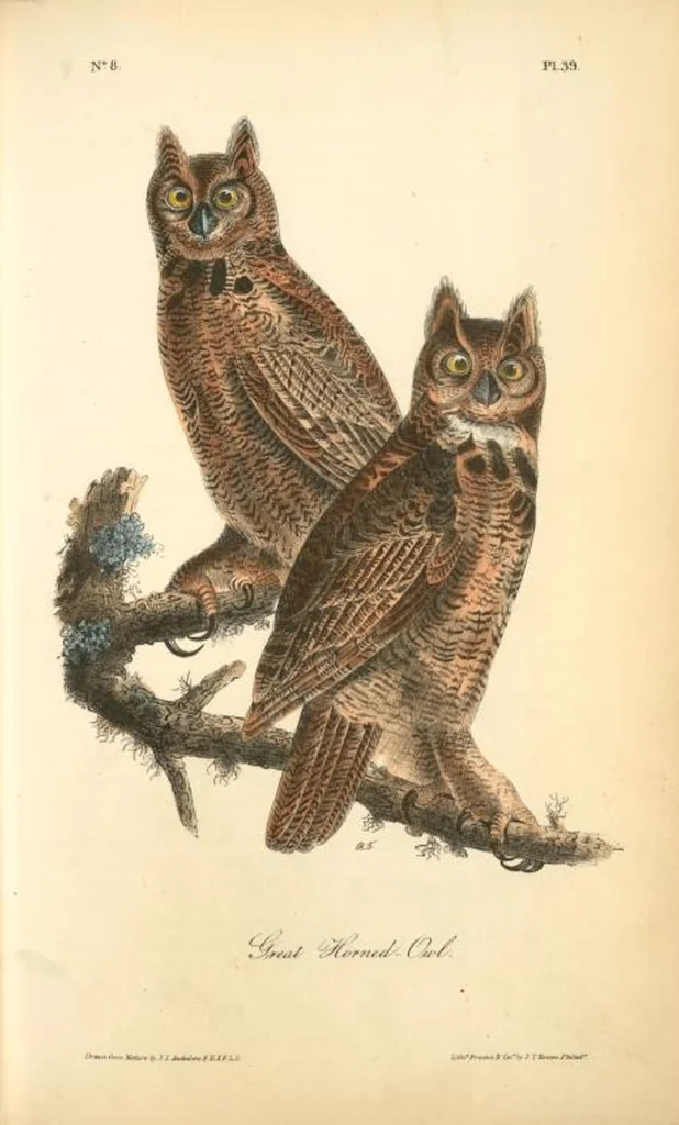 An illustration from The birds of America, from drawings made in the United States and their territories. By John James Audubon, 1840, leaf 39