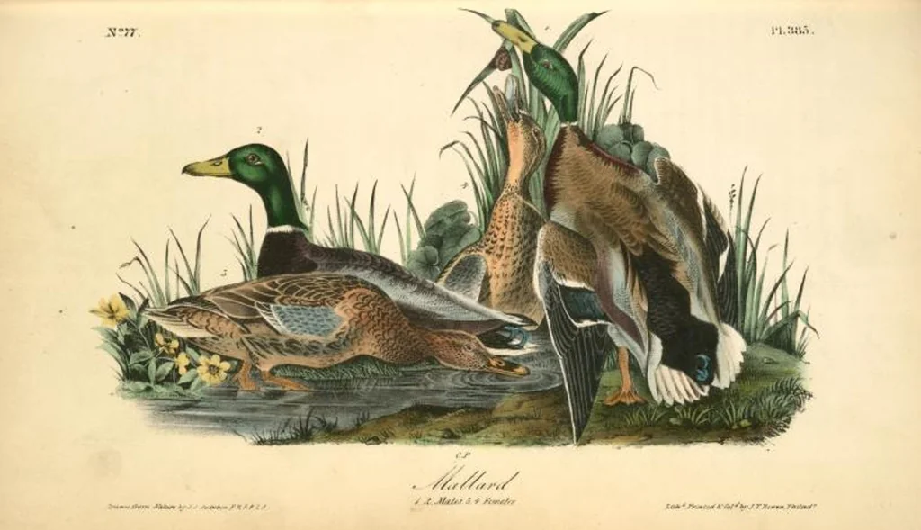An illustration from The birds of America, from drawings made in the United States and their territories. By John James Audubon, 1840, leaf 390