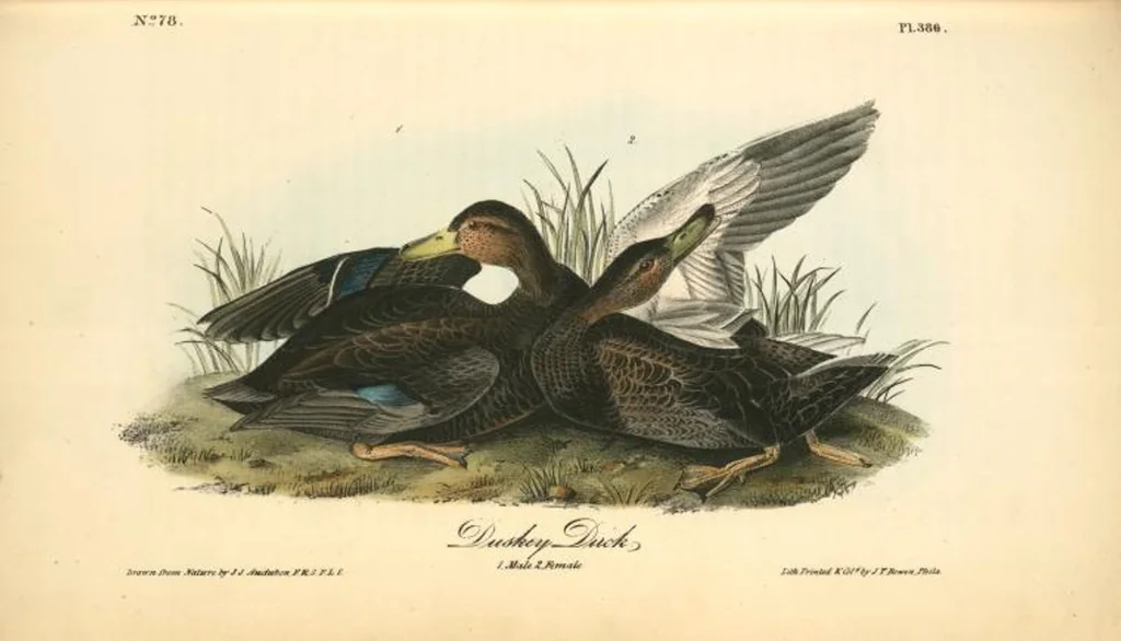 An illustration from The birds of America, from drawings made in the United States and their territories. By John James Audubon, 1840, leaf 391