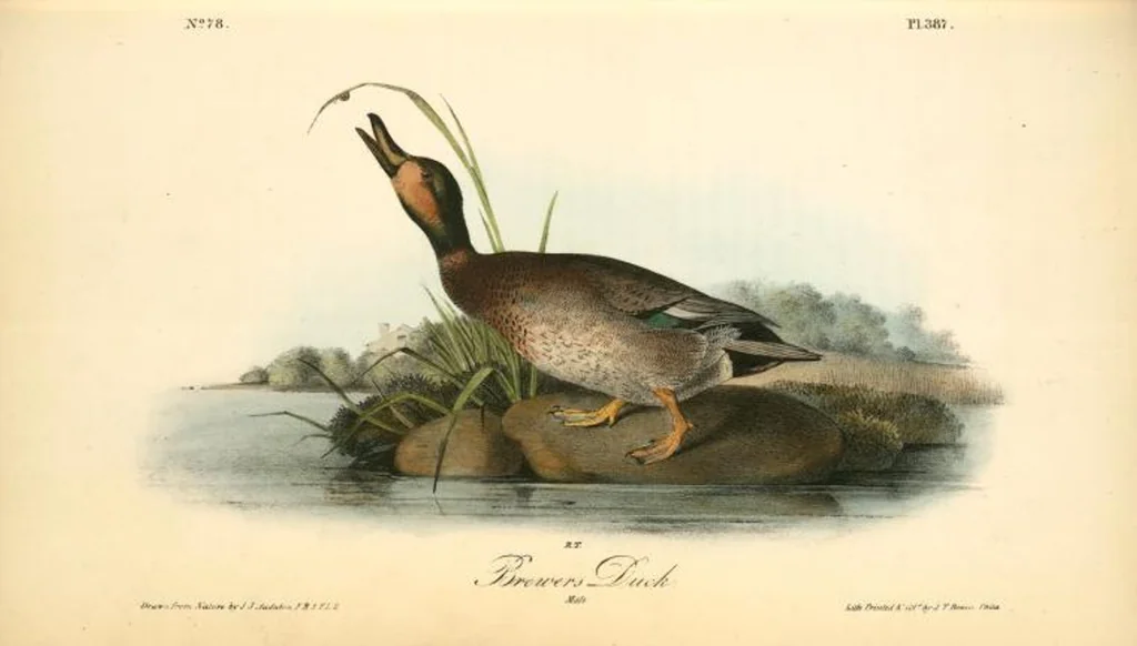 An illustration from The birds of America, from drawings made in the United States and their territories. By John James Audubon, 1840, leaf 392