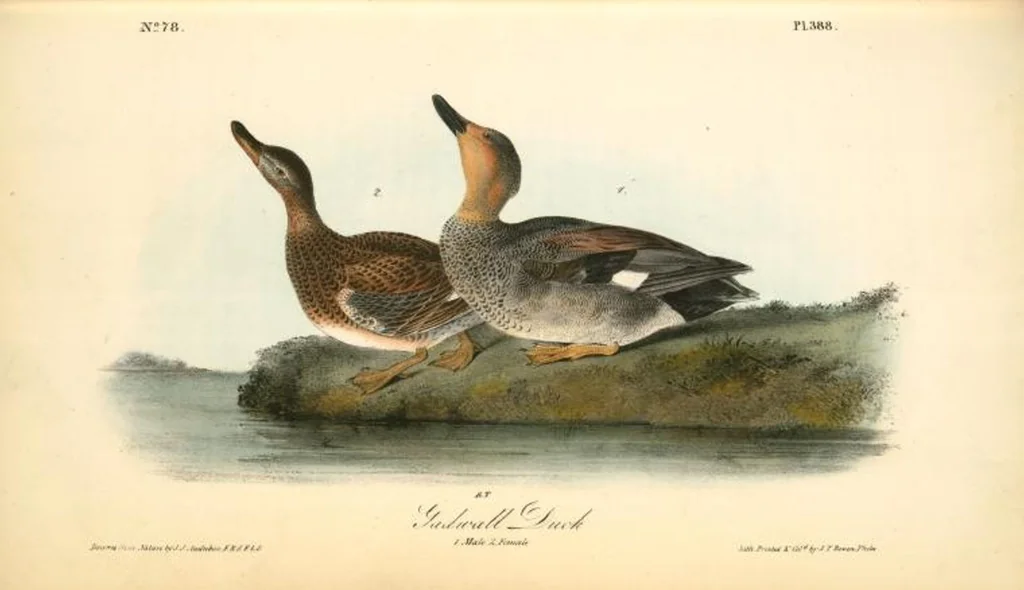 An illustration from The birds of America, from drawings made in the United States and their territories. By John James Audubon, 1840, leaf 393
