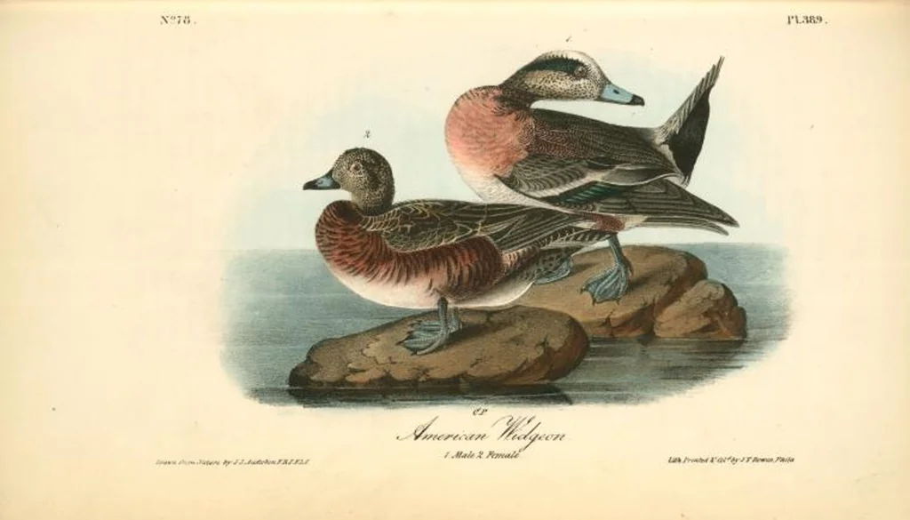 An illustration from The birds of America, from drawings made in the United States and their territories. By John James Audubon, 1840, leaf 394