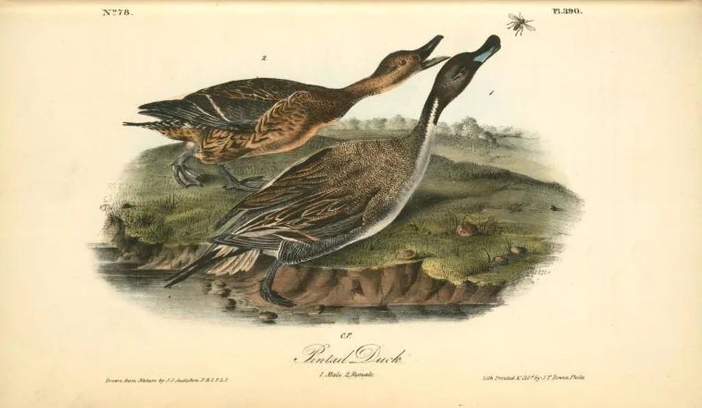 An illustration from The birds of America, from drawings made in the United States and their territories. By John James Audubon, 1840, leaf 395