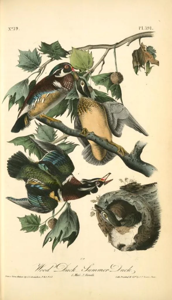 An illustration from The birds of America, from drawings made in the United States and their territories. By John James Audubon, 1840, leaf 396
